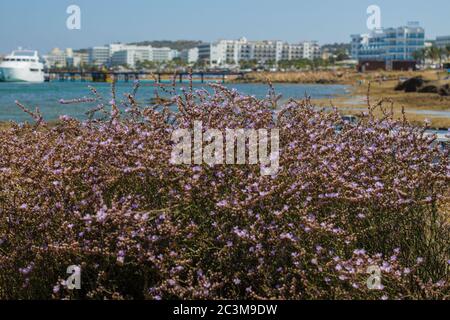 Mediterrane Kräuter an der Küste. Protaras, Zypern. Stockfoto