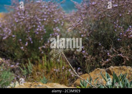 Mediterrane Kräuter an der Küste. Protaras, Zypern. Stockfoto