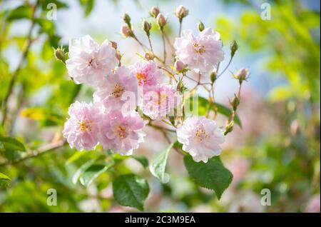 Wanderrose - Paul's Himalayan Musk - Schottland, Großbritannien Stockfoto