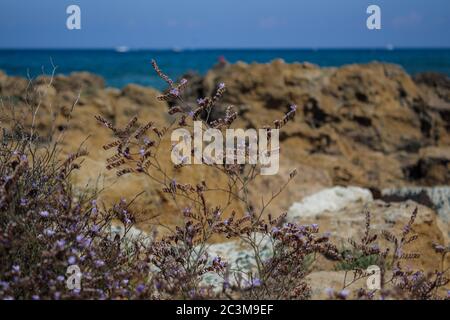 Mediterrane Kräuter an der Küste. Protaras, Zypern. Stockfoto