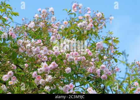 Wanderrose - Paul's Himalayan Musk - Schottland, Großbritannien Stockfoto