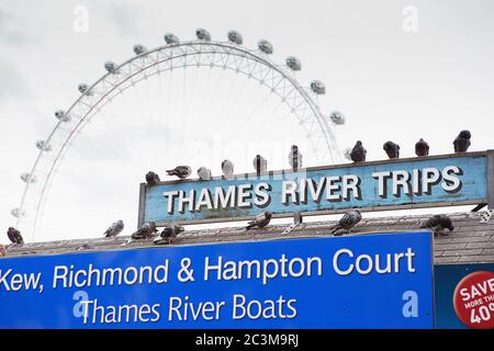 LONDON - 23. AUGUST 2017: Tauben sitzen auf dem Schild "Thames River Trips" oder auf dem Titelschild am Westminster Pier, London Eye im Hintergrund Stockfoto