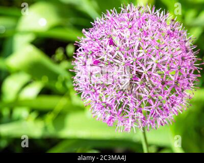 Blüte der persischen Zwiebel (Ornamental Onion) aus nächster Nähe im Garten nach Regen an sonnigen Sommertagen Stockfoto