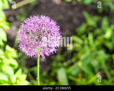 Blume der persischen Zwiebel (Ornamental Zwiebel) schließen im Garten nach Regen an sonnigen Sommertag Stockfoto