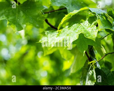 Nasse Ahornblätter im Stadtpark nach Regen im Sommer mit verschwommenem Hintergrund (Fokus auf das Blatt im Vordergrund) Stockfoto