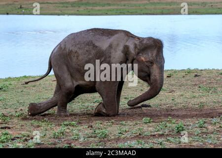 Ein Elefant sprüht Schlamm auf den Rücken im Uda Walawe Nationalpark in der Nähe von Embilipitiya im Süden Sri Lankas. Stockfoto