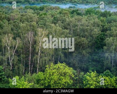 Blick über den grünen Wald mit Abendnebel nach Regen im Sommer Stockfoto