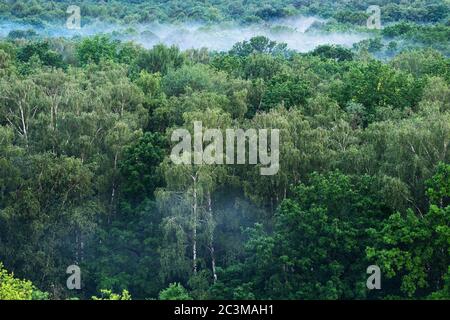 Blick über Nebel über grünen Wald am Sommerabend Stockfoto