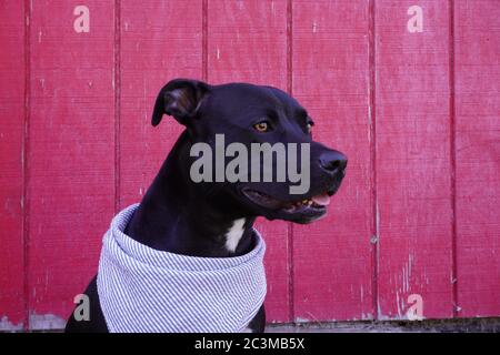 Black American Pit Bull Terrier gegen eine rosa Holz rostig Tür Stockfoto