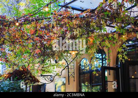 Gemütliches Stadtcafé in einem schönen Wintergarten mit wilden Trauben, bunte Blätter im Herbst Stockfoto