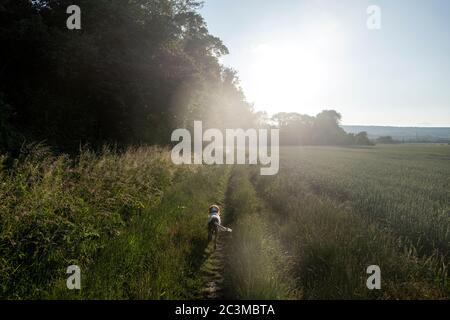 Ein Hund läuft zu Fuß durch ein Feld an einem Sommerabend, Kent, England, Großbritannien. Springer Spaniel Stockfoto