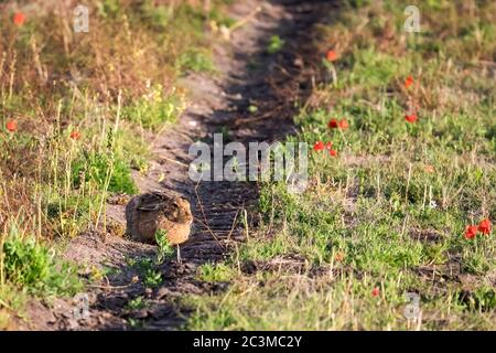 Europäischer Hase, Lepus europaeus, sitzt in der Sonne auf einem Norfolk-Feld. Stockfoto