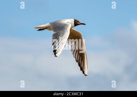 Fliegende Schwarzkopfmöwe, Chroicocephalus ridibundus, im Frühjahr & Sommer Gefieder. Stockfoto