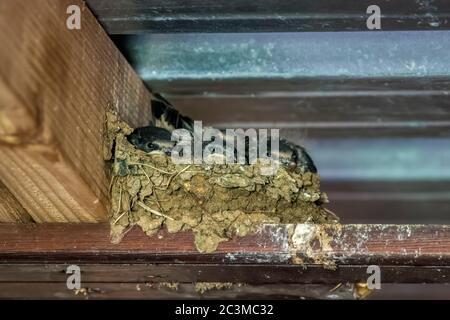 Brut von Schwalbenküken, Hirundo rustica, in einem Nest, das auf einem Räuber in einem Schuppen gebaut wurde. Stockfoto