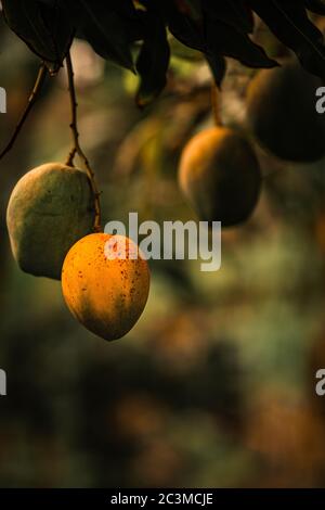 Selektiver Fokus der wachsenden gelben Mangos auf seinen Zweigen bei Tagsüber Stockfoto