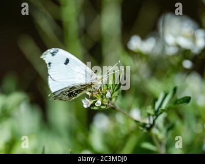 Ein Schmetterling mit gelber Spitze, Anthocharis scolymus, ruht auf einer Gruppe kleiner weißer Blumen in einem Park in der Nähe von Yokohama, Japan. Stockfoto