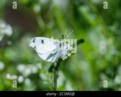 Ein Schmetterling mit gelber Spitze, Anthocharis scolymus, ruht auf einer Gruppe kleiner weißer Blumen in einem Park in der Nähe von Yokohama, Japan. Stockfoto