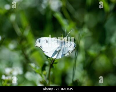 Ein Schmetterling mit gelber Spitze, Anthocharis scolymus, ruht auf einer Gruppe kleiner weißer Blumen in einem Park in der Nähe von Yokohama, Japan. Stockfoto