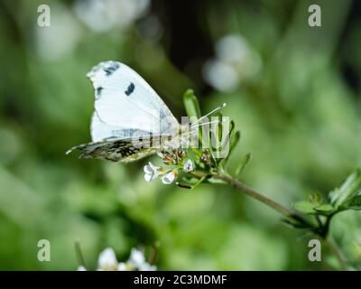 Ein Schmetterling mit gelber Spitze, Anthocharis scolymus, ruht auf einer Gruppe kleiner weißer Blumen in einem Park in der Nähe von Yokohama, Japan. Stockfoto