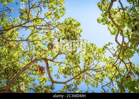 Surin Island, Khao Sok, Thailand Stockfoto