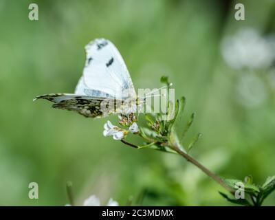 Ein Schmetterling mit gelber Spitze, Anthocharis scolymus, ruht auf einer Gruppe kleiner weißer Blumen in einem Park in der Nähe von Yokohama, Japan. Stockfoto