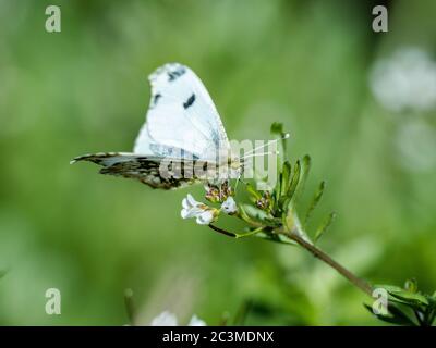 Ein Schmetterling mit gelber Spitze, Anthocharis scolymus, ruht auf einer Gruppe kleiner weißer Blumen in einem Park in der Nähe von Yokohama, Japan. Stockfoto