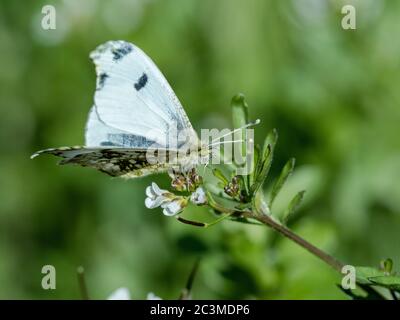 Ein Schmetterling mit gelber Spitze, Anthocharis scolymus, ruht auf einer Gruppe kleiner weißer Blumen in einem Park in der Nähe von Yokohama, Japan. Stockfoto