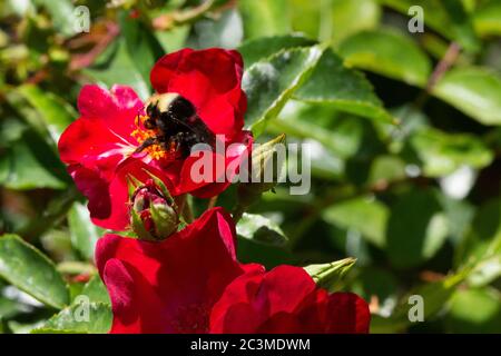 Eine Hummel auf der Suche nach Pollen auf einer roten Rose. Stockfoto