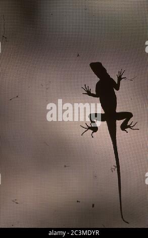 Silhouette einer Agama-Eidechse auf einem Fliegenschirm in Tansania. Stockfoto