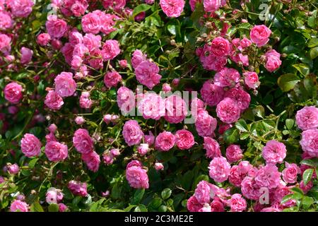 Eine Fülle von rosa Kletterrosen blüht an einer Wand Stockfoto