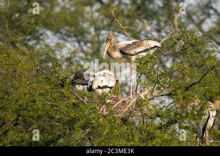 Gemalter Storch oder Mycteria leucocephala Geschwister oder Familie sind im Nest auf Baum während der Winterwanderung im keoladeo Nationalpark oder bharatpur indien Stockfoto
