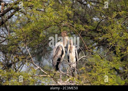 Jungtiere bemalter Storch oder Mycteria leucocephala Geschwister oder Familie sind im Nest auf Baum während der Winterwanderung im keoladeo Nationalpark oder bharatpur Stockfoto