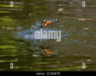 Ein farbenfroher Eisvogel, Alcedo atthis bengalensis, taucht in das Wasser, während er in einem kleinen Park Teich in der Nähe von Yokohama, Japan angeln wird. Stockfoto