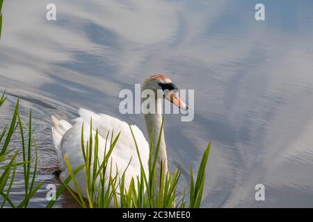 Ein großer Schwan mit einem orangen Schnabel schwimmt auf einem ruhigen See in der Nähe von Glasgow. Stockfoto