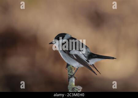 Halsbandschnäpper, Ficedula albicollis, Malta, Mittelmeer, Stockfoto