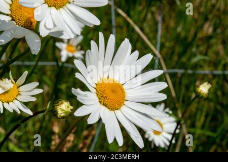 Eine Nahaufnahme einer sehr großen Gänseblümchen auf einer Wiese an einem sonnigen Tag in Schottland. Stockfoto