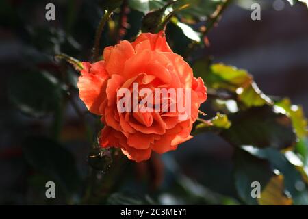 Orangene Rose mit unscharfen Blättern Stockfoto