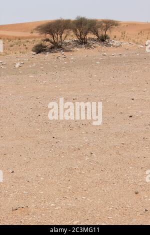 Regenschirm Thorn Acacia (Acacia tortilis) wächst in trockenen Sanddünen der Wüste. Die immergrüne einheimische Pflanze wird von Kamelen, Ziegen und Wildtieren durchzogen. Stockfoto