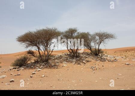 Regenschirm Thorn Acacia (Acacia tortilis) wächst in trockenen Sanddünen der Wüste. Die immergrüne einheimische Pflanze wird von Kamelen, Ziegen und Wildtieren durchzogen. Stockfoto