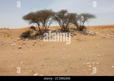 Regenschirm Thorn Acacia (Acacia tortilis) wächst in trockenen Sanddünen der Wüste. Die immergrüne einheimische Pflanze wird von Kamelen, Ziegen und Wildtieren durchzogen. Stockfoto
