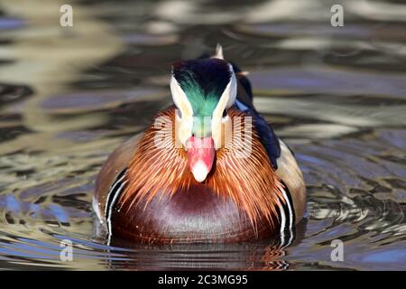 Mandarinente (Aix Galericulata) - männlich Stockfoto