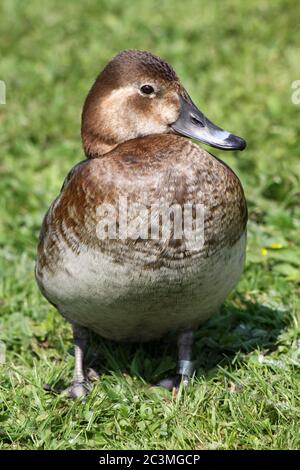 Pochard (Aythya ferina) - weiblich Stockfoto