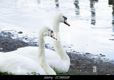 Mute Schwan Paar auf dem Ufer eines Sees, Wasser Rand ruhend - Cygnus olor anatidae Wasservögel Paar Partner Begleiter Freund Stockfoto