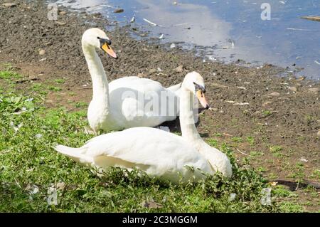 Mute Schwan Paar auf dem Ufer eines Sees, Wasser Rand ruhend - Cygnus olor anatidae Wasservögel Paar Partner Begleiter Freund Stockfoto