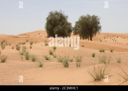 Trockenresistente immergrüne Ghafenbäume (Prosopis cineraria) in Wüstensanddünen in Sharjah, Vereinigte Arabische Emirate. Diese Bäume überleben in der Wüste. Stockfoto