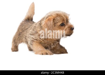 Kleine niedliche Norfolk Terrier Welpen steht und sieht vorsichtig, isoliert auf weißem Hintergrund Stockfoto
