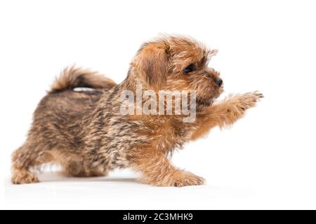 Kleine niedliche Welpen Norfolk Terrier mit erhobener Pfote, Profilansicht, isoliert auf weißem Hintergrund Stockfoto