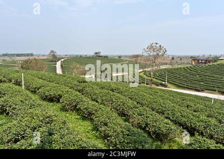 Landschaft bei Choui Fong Tea Plantation, Mae Chan, Nord Thailand, Asien Stockfoto