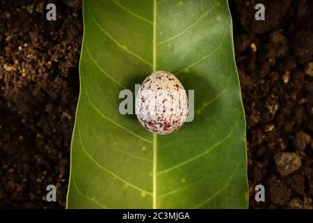 Nahaufnahme eines Eies eines rot belüfteten Bulbul-Vogels auf einem grünen Mangoblatt auf dem Boden. Stockfoto