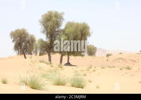 Trockenresistente immergrüne Ghafenbäume (Prosopis cineraria) in Wüstensanddünen in Sharjah, Vereinigte Arabische Emirate. Diese Bäume überleben in der Wüste. Stockfoto